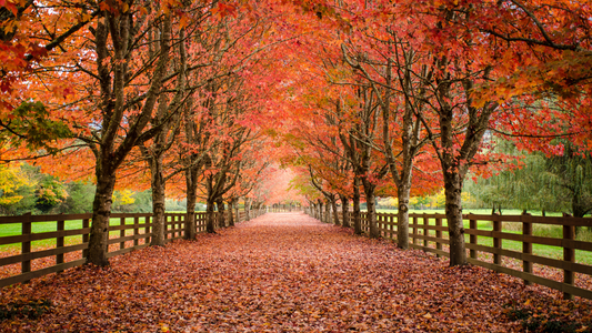 Fall leaves