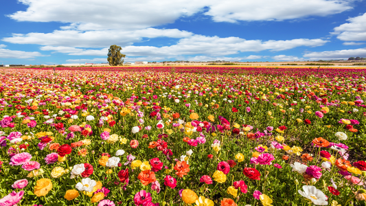 Spring scene